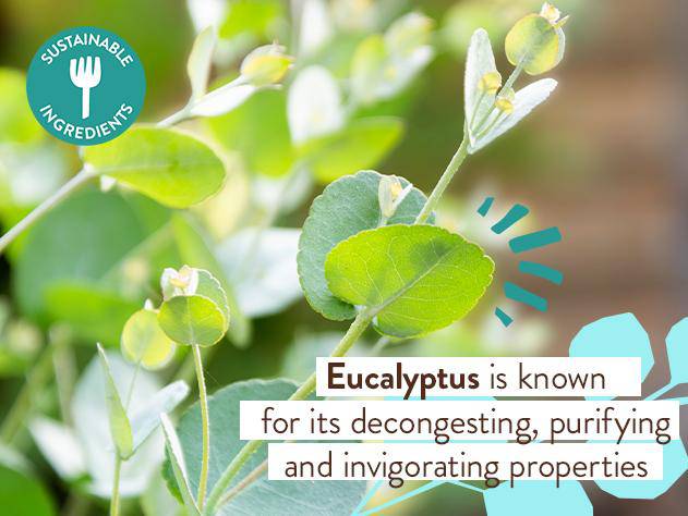 Eucalyptus Body Wash & Bubble Bath - Image 7
