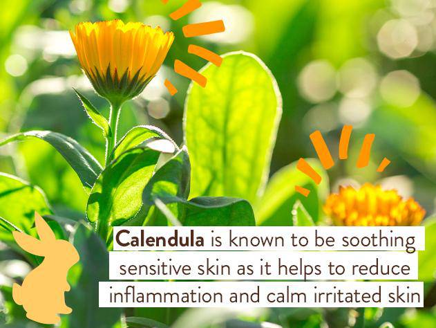Moisturizing Oat & Calendula Body Lotion - Image 6